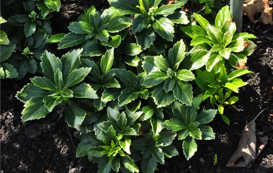 Pachysandra terminalis 'Green Carpet'®