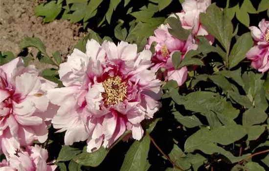 Paeonia suffr.'Beaute de Twickel'