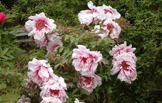 Paeonia suffr.'Reine Elisabeth'