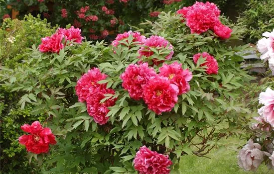 Paeonia suffr.'Souvenir de Ducher'