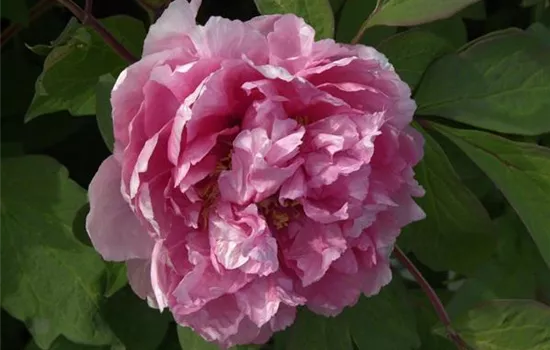 Paeonia suffr. 'Madame Stuart Low'