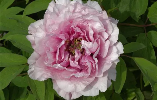 Paeonia suffr.'Jeanne d'Arc'