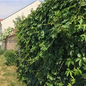 Parthenocissus quinquefolia 'Engelmannii'