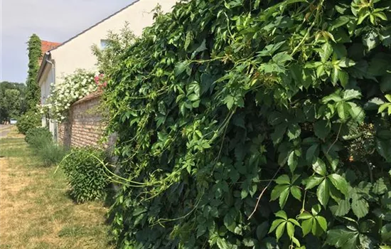 Parthenocissus quinquefolia 'Engelmannii'