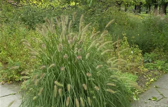 Pennisetum alopecuroides 'Herbstzauber'