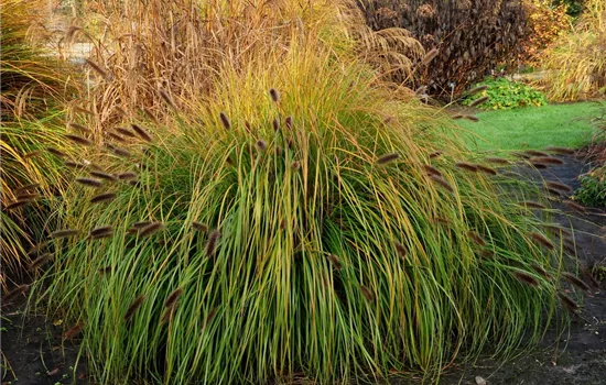 Pennisetum alopecuroides 'Japonicum'