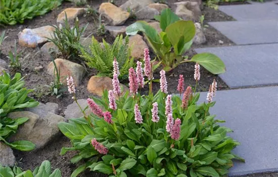 Persicaria affinis 'Darjeeling Red'