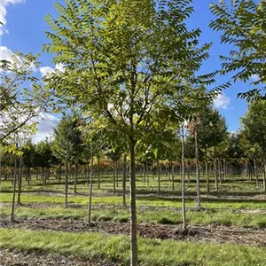 Phellodendron amurense