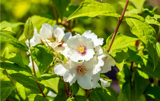 Philadelphus 'Belle Etoile'
