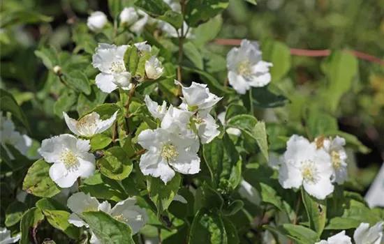 Philadelphus 'Dame Blanche'