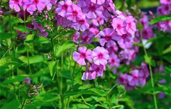 Phlox paniculata 'Dorffreude'