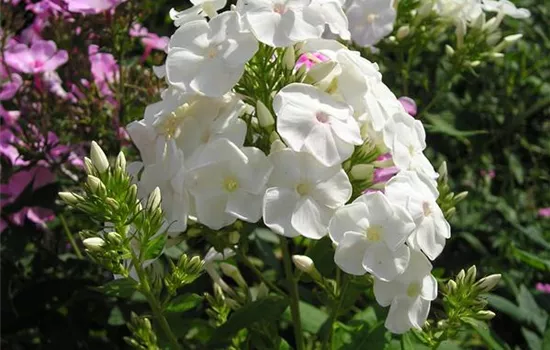 Phlox paniculata 'Monte Cristallo'
