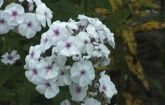 Phlox paniculata 'Sommerkleid'
