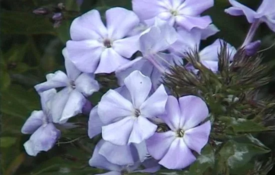 Phlox paniculata 'Sternhimmel'