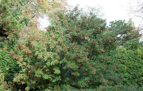 Photinia davidiana