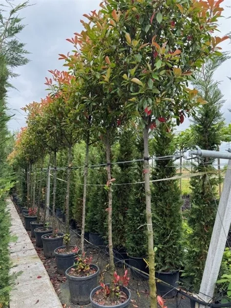 Photinia fraseri 'Red Robin'