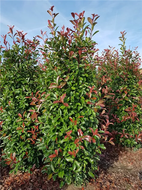 Photinia fraseri 'Red Robin'