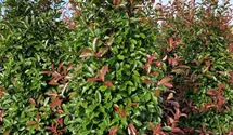 gummibaum spinnmilben SPECIAL OFFER Groer Gummibaum, 100cm  Green Me Up