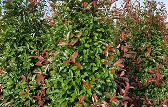 Photinia fraseri 'Red Robin'