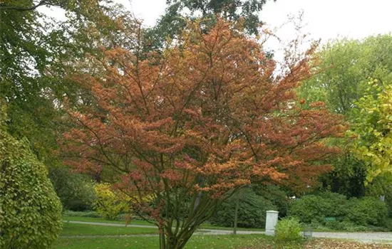 Photinia villosa