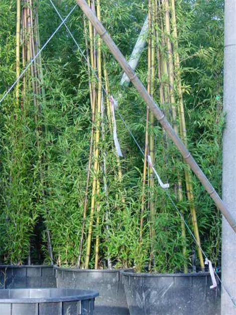 Phyllostachys nigra