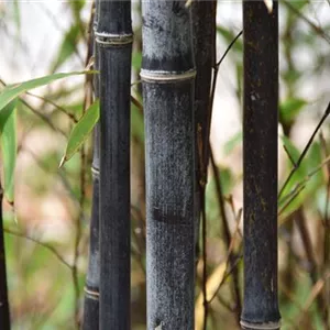 Phyllostachys nigra 'Boryana'