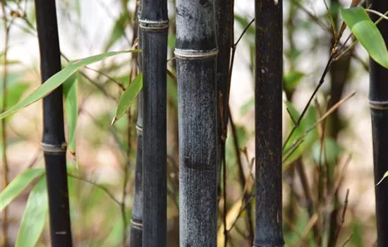 Phyllostachys nigra 'Boryana'
