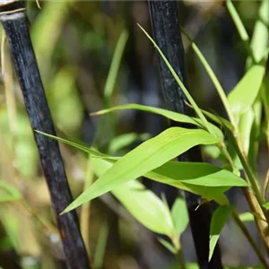 Phyllostachys nigra 'Punctata'