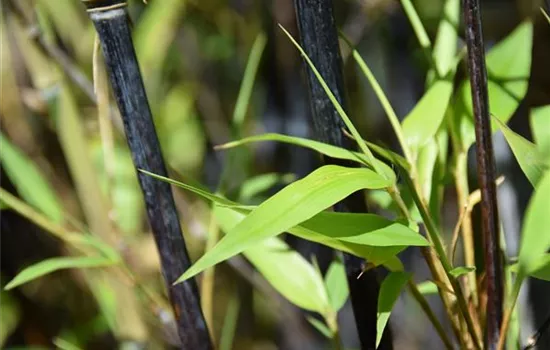 Phyllostachys nigra 'Punctata'