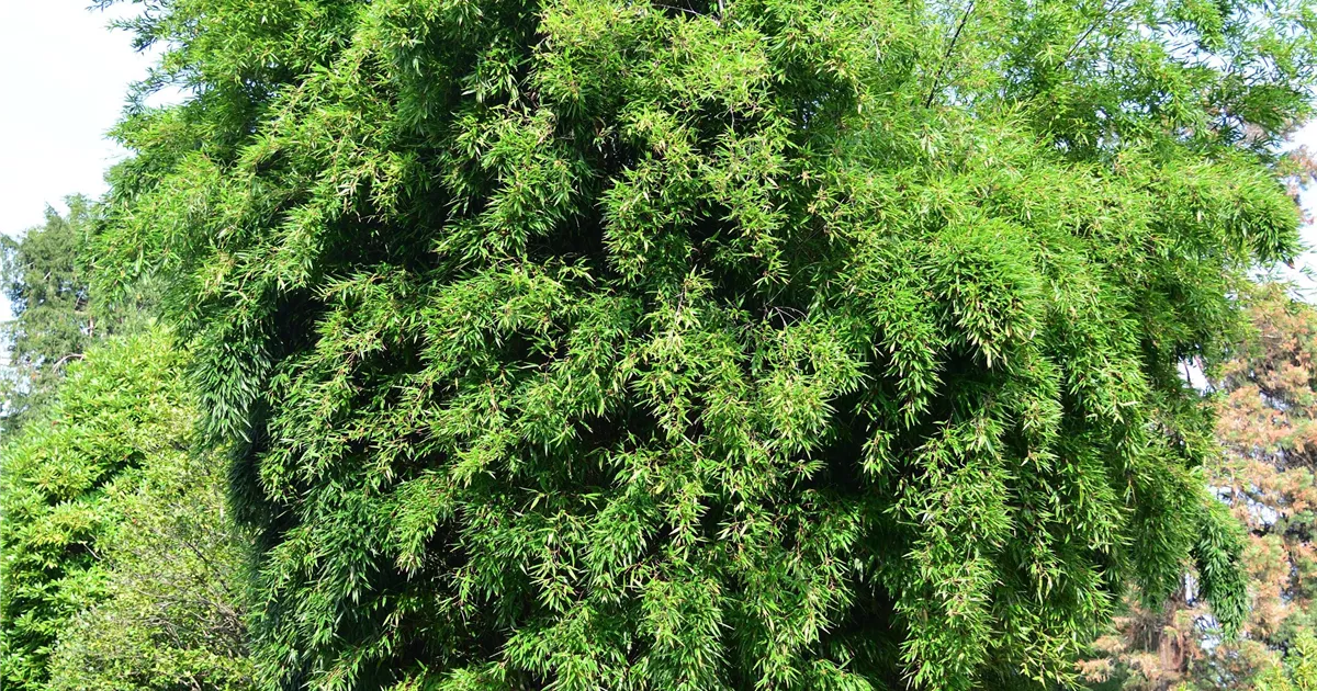 Phyllostachys nigra