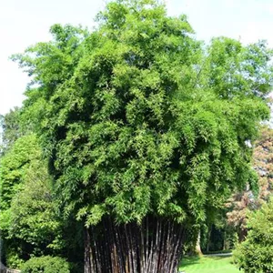 Phyllostachys nigra