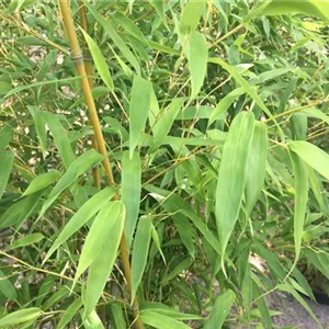Phyllostachys nigra 'Henonis'