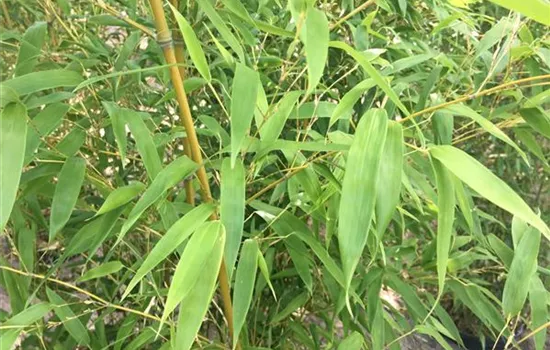 Phyllostachys nigra 'Henonis'