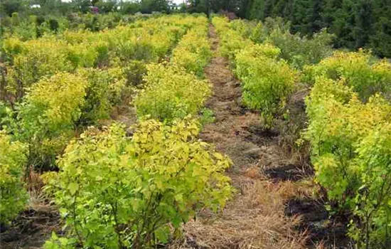 Physocarpus opulifolius