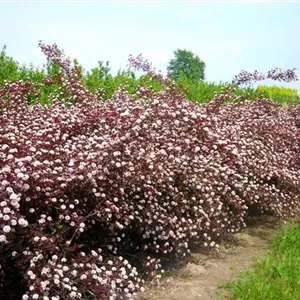 Physocarpus opulifolius 'Diabolo'