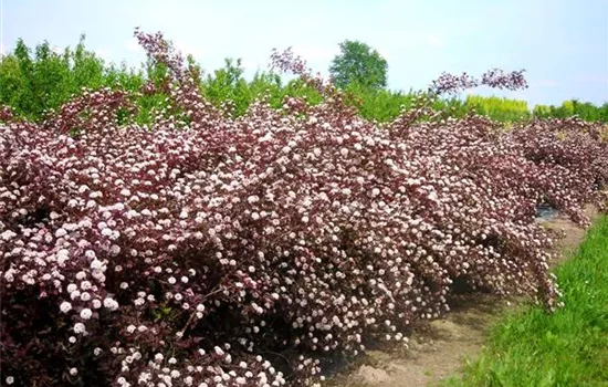 Physocarpus opulifolius 'Diabolo'