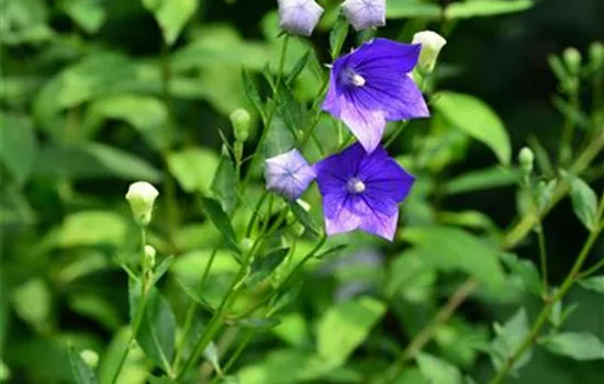 Platycodon grandiflorus 'Mariesii'