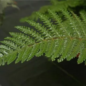 Polystichum polyblepharum