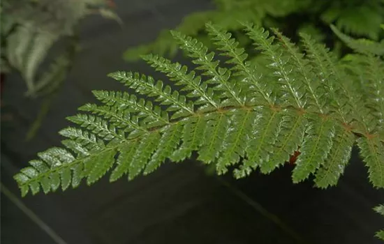 Polystichum polyblepharum