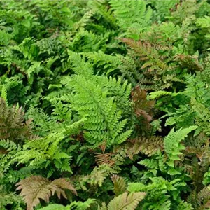 Polystichum setiferum 'Prolif.Dahlem'