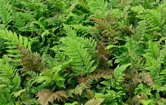 Polystichum setiferum 'Prolif.Dahlem'