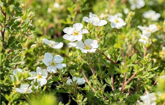 Potentilla fruticosa 'Abbotswood'