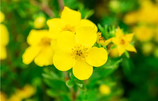 Potentilla fruticosa 'Goldfinger'