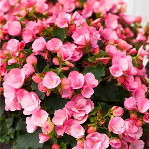 Begonien überwintern – frostempfindliche Knollen im Winter Begonien überwintern – frostempfindliche Knollen im Winter