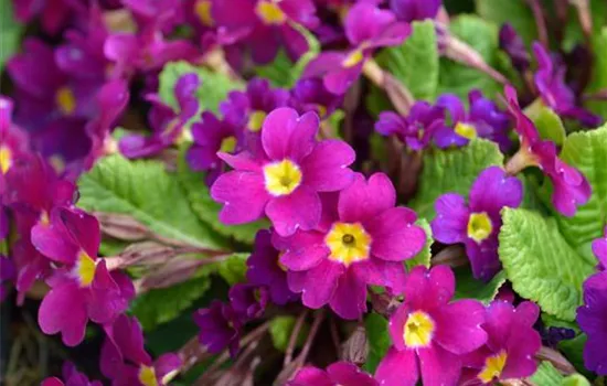 Primula juliae
