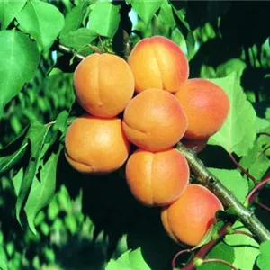 Prunus arm.'Kuresia' -S- CAC