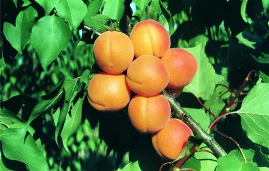 Prunus arm.'Kuresia' -S- CAC