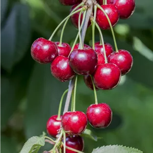 Prunus avium 'Hedelfinger Riesenkirsche'