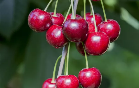 Prunus avium 'Hedelfinger Riesenkirsche'