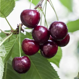 Prunus avium 'Große Schwarze Knorpelkirsche'